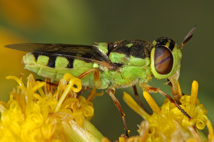 Hedriodiscus sp. Hedriodiscus sp.