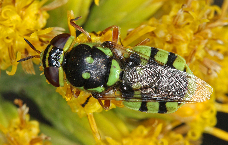 Hedriodiscus sp. Hedriodiscus sp.
