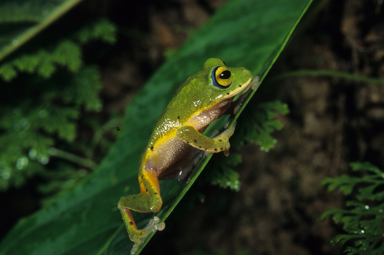 Pseudophilautus femoralis Pseudophilautus femoralis