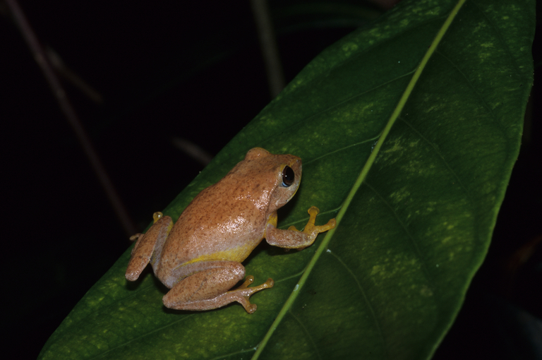 Pseudophilautus hoffmanni Pseudophilautus hoffmanni