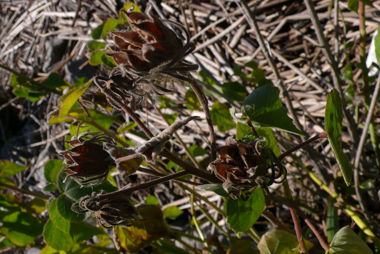Hibiscus lasiocarpos var. occidentalis