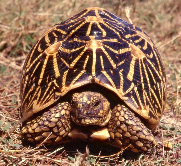 Geochelone elegans Geochelone elegans
