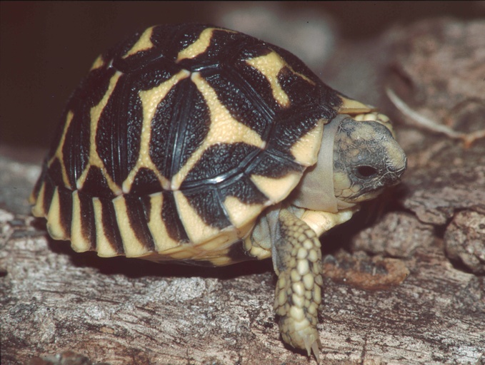 Geochelone elegans