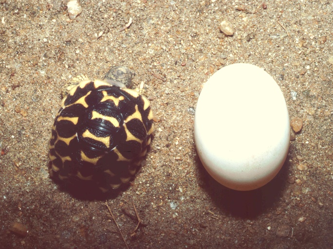 Geochelone elegans Geochelone elegans