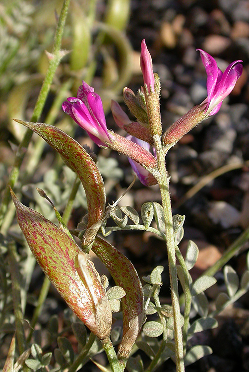 Astragalus amphioxys Astragalus amphioxys