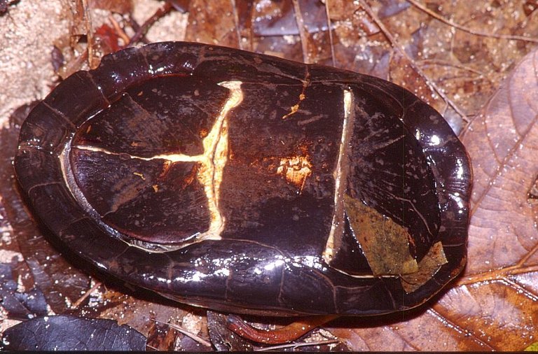 kinosternon scorpioides