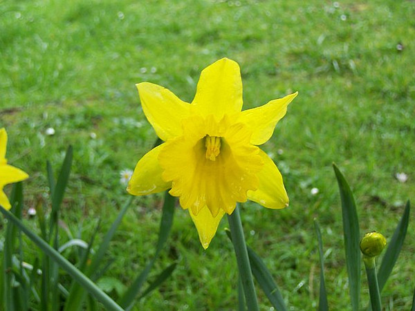 Narcissus pseudonarcissus Narcissus pseudonarcissus