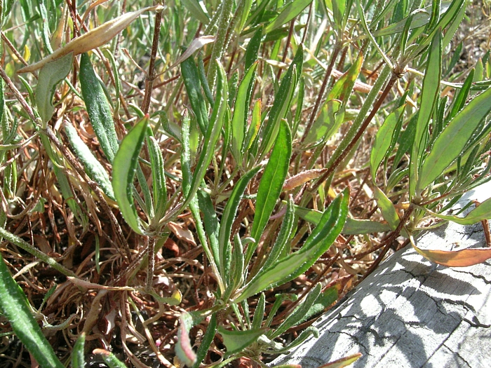 Eriogonum heracleoides var. heracleoides
