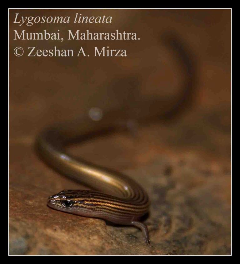 Lygosoma lineata