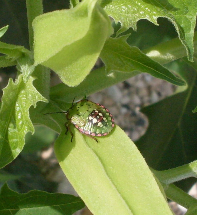 Nezara viridula