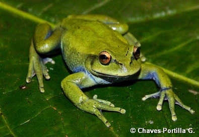 Dendropsophus labialis Dendropsophus labialis