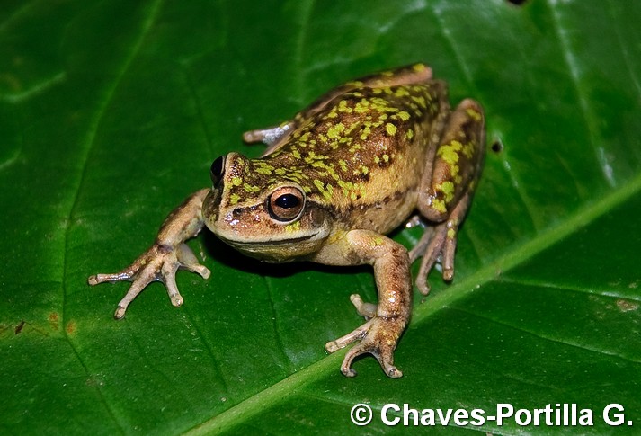 Dendropsophus labialis