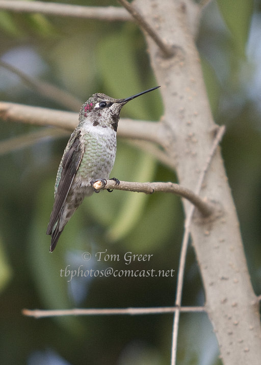Calypte anna Calypte anna