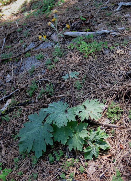 Cacaliopsis nardosmia