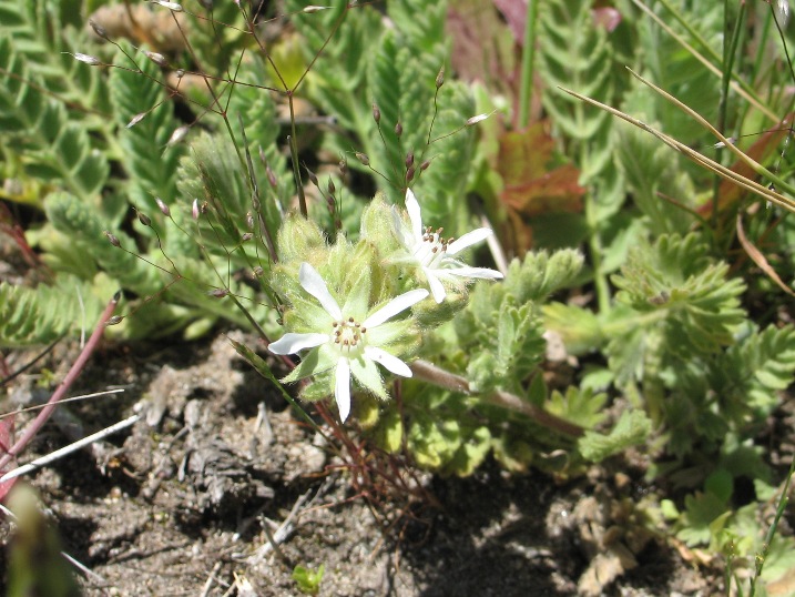 Horkelia marinensis Horkelia marinensis
