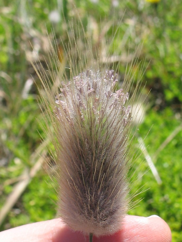Lagurus ovatus Lagurus ovatus