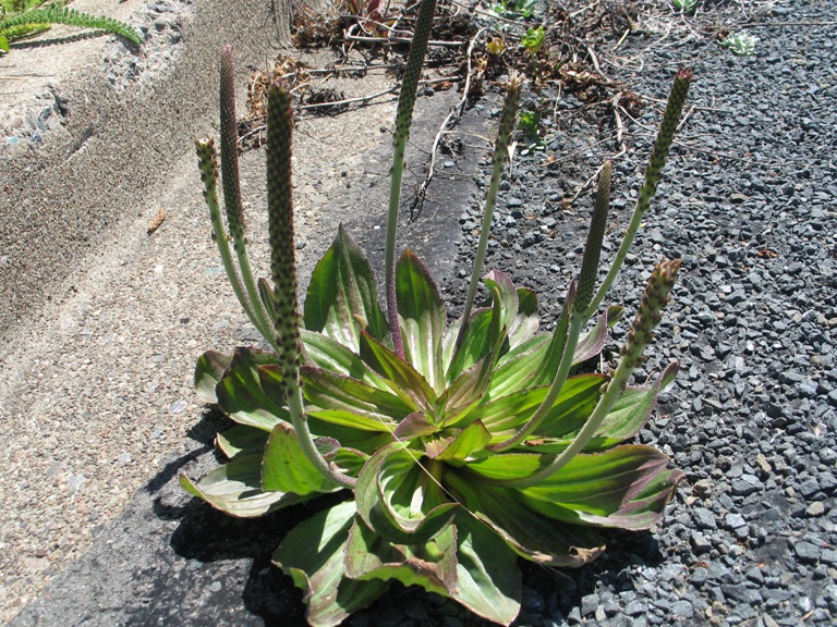 Plantago subnuda Plantago subnuda