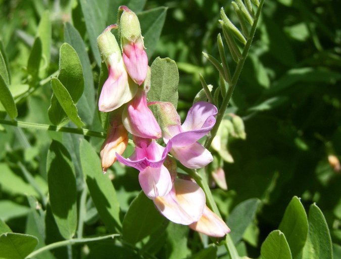 Lathyrus jepsonii var. californicus Lathyrus jepsonii var. californicus