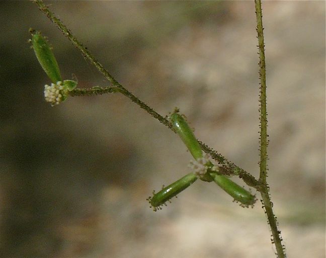 Adenocaulon bicolor