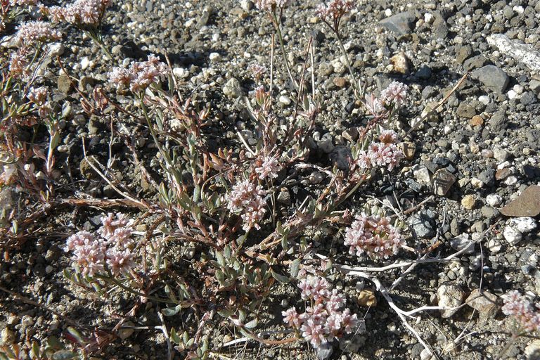 Eriogonum microthecum