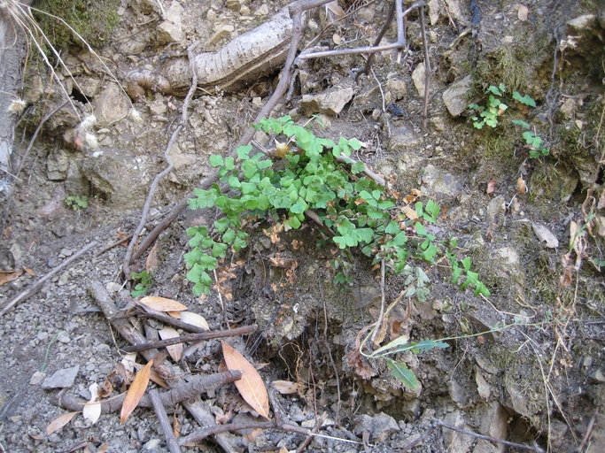 Adiantum shastense