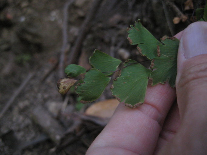 Adiantum shastense