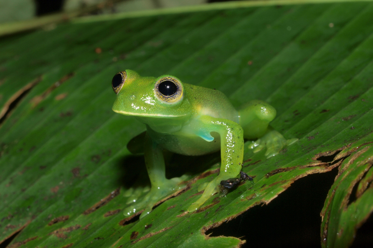 CalPhotos: Espadarana prosoblepon; Emerald Glass Frog