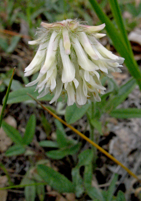 Trifolium eriocephalum