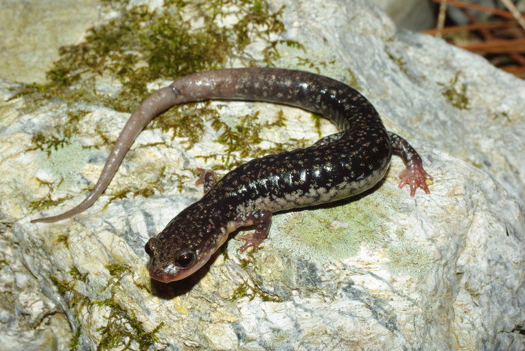 Plethodon caddoensis Plethodon caddoensis