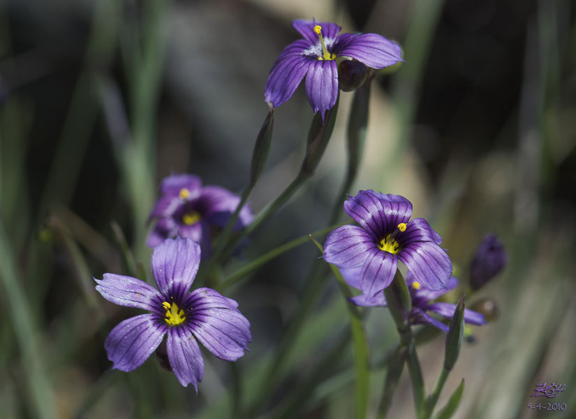 Sisyrinchium bellum Sisyrinchium bellum