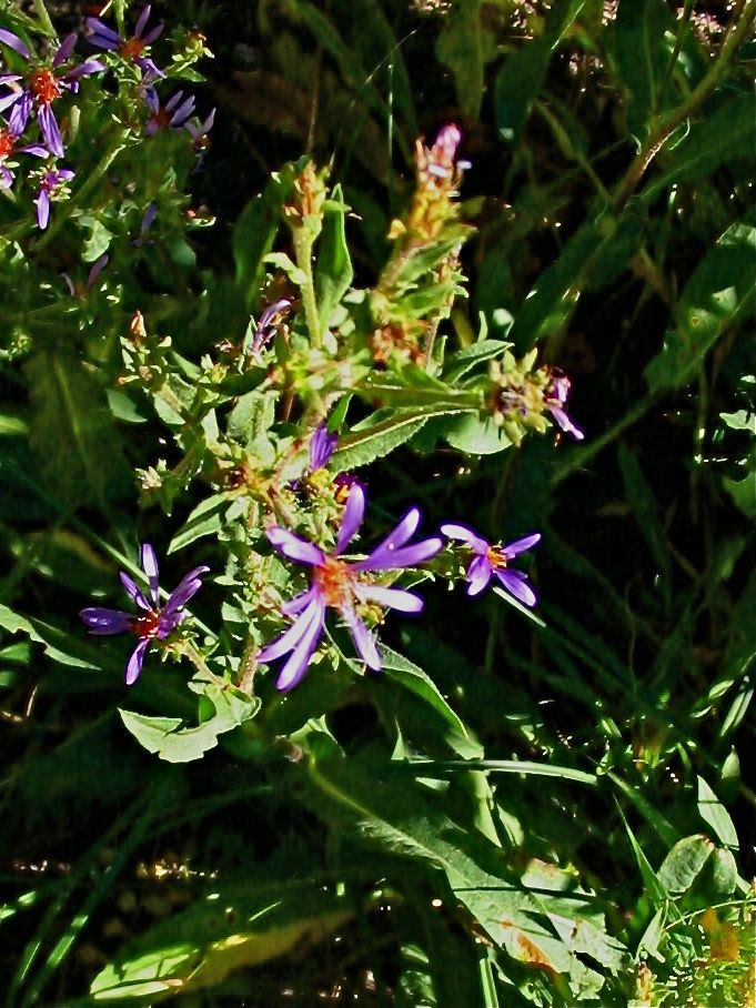 Eurybia integrifolia