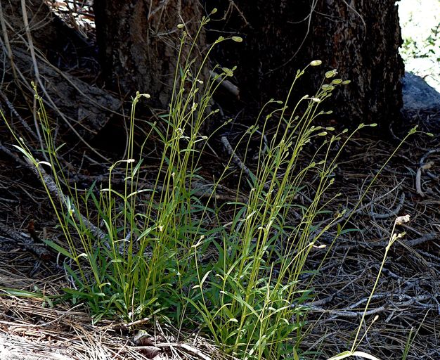 Silene douglasii