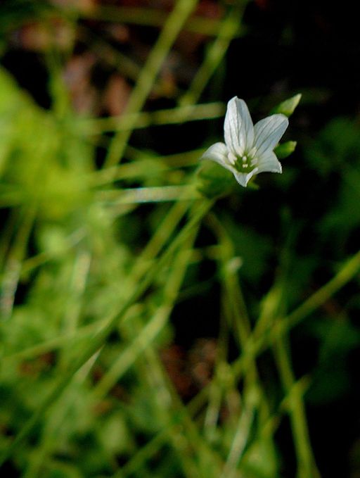 Montia parvifolia