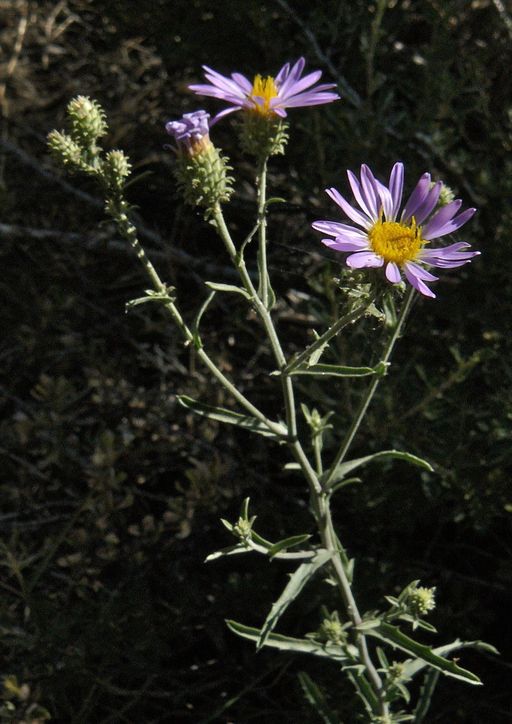 Dieteria canescens