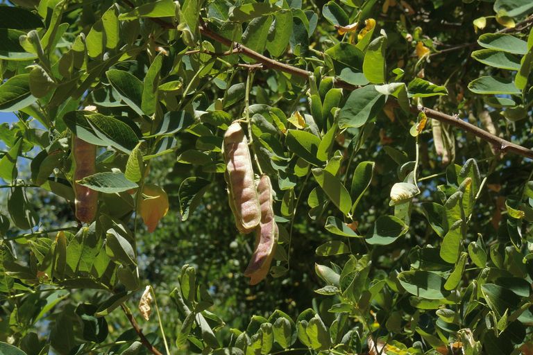 Robinia pseudoacacia