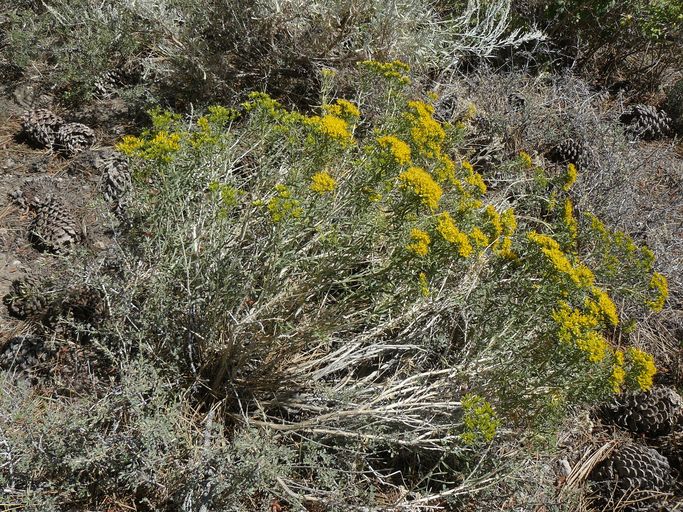 Chrysothamnus viscidiflorus