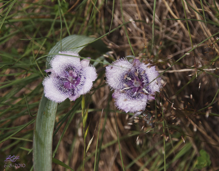 Calochortus tolmiei Calochortus tolmiei