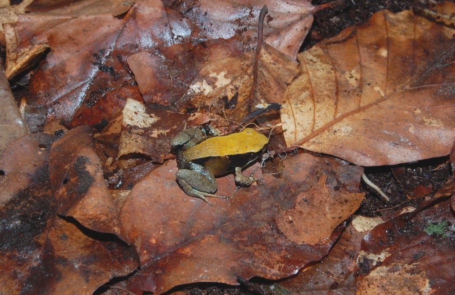 Mantella viridis