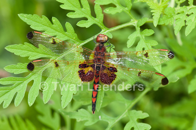 Celithemis elisa Celithemis elisa