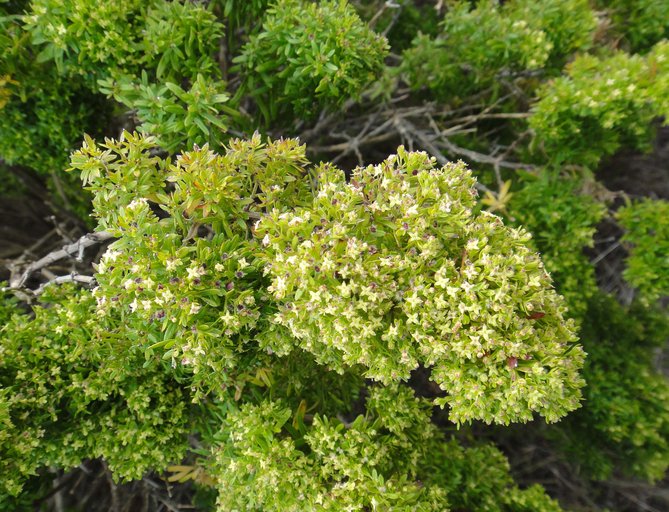 Galium catalinense ssp. acrispum