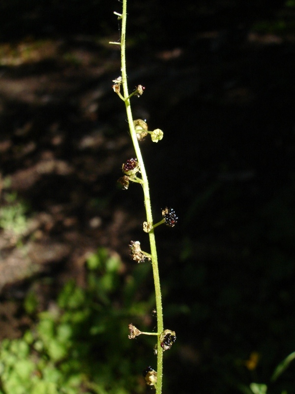 Pectiantia breweri Pectiantia breweri