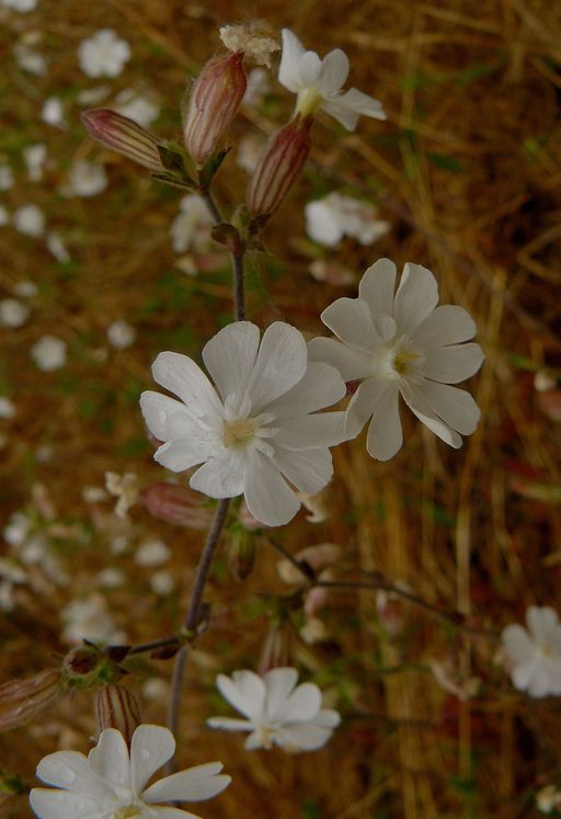 Silene latifolia ssp. alba