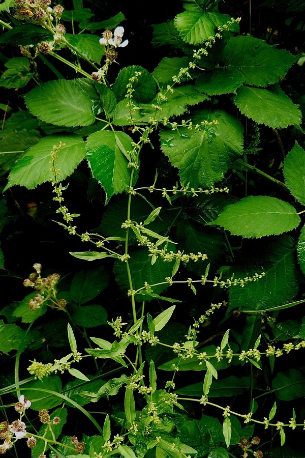 Rumex conglomeratus