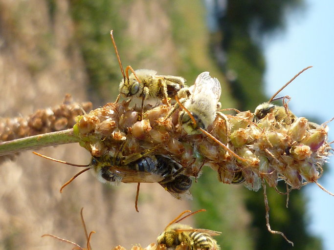 Melissodes sp. Melissodes sp.
