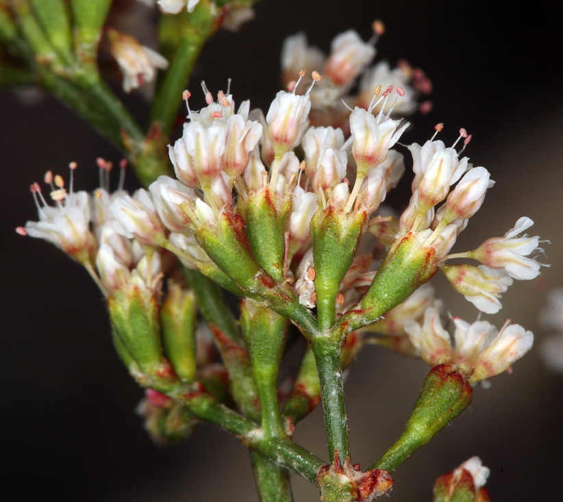 Eriogonum microtheca var. laxiflorum