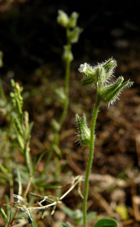Cryptantha torreyana