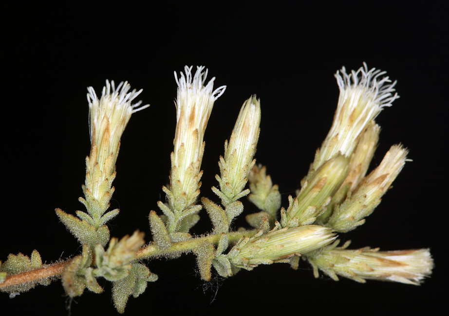 Brickellia microphylla