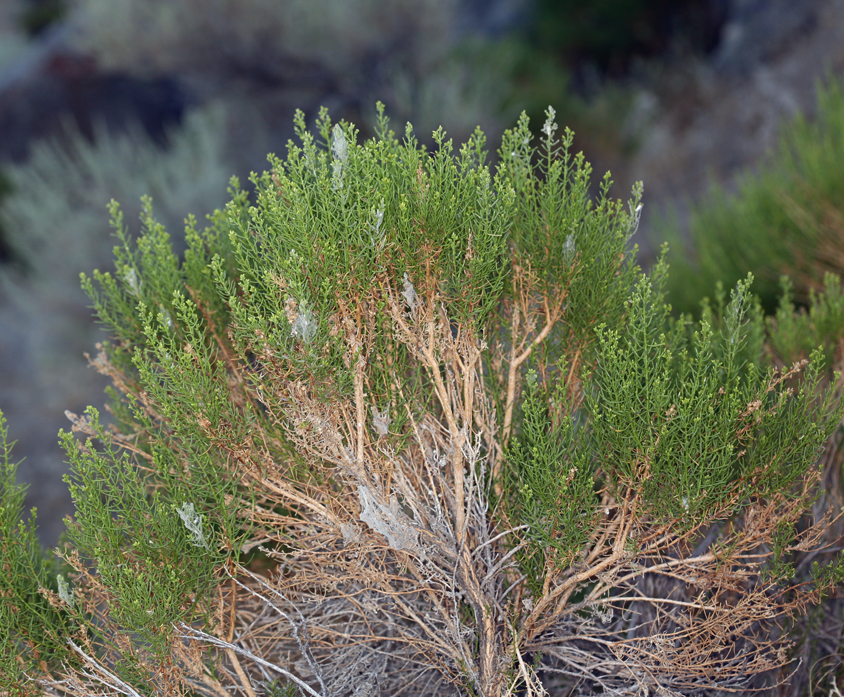 Ericameria teretifolia
