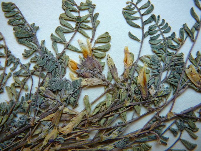 Astragalus lentiginosus var. kernensis