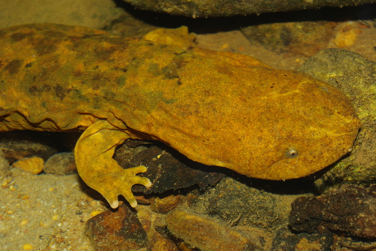 Cryptobranchus alleganiensis Cryptobranchus alleganiensis